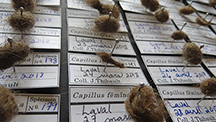 Jocelyne Thibault_Capillus femina